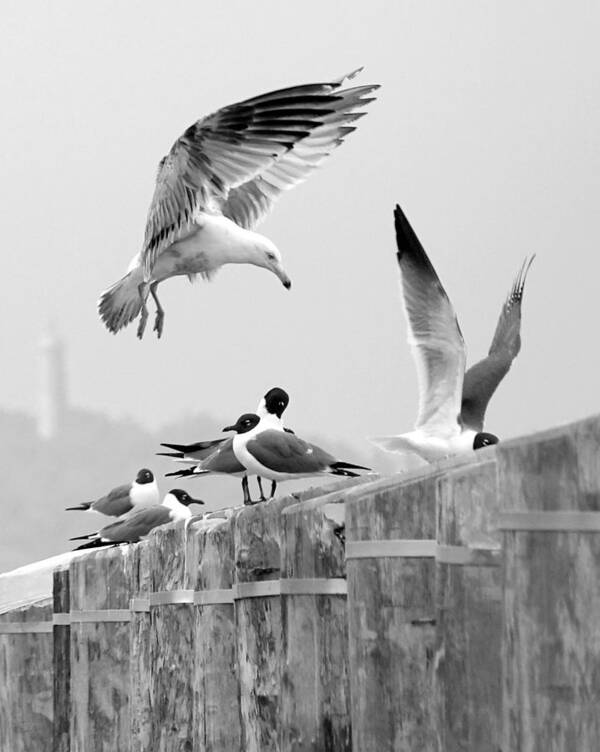 Birds Art Print featuring the photograph Move It or Lose It Buster by Lori Lafargue