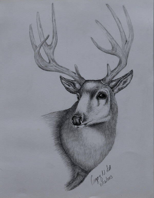 Mule Art Print featuring the drawing Mule Deer II by Gregory Lee