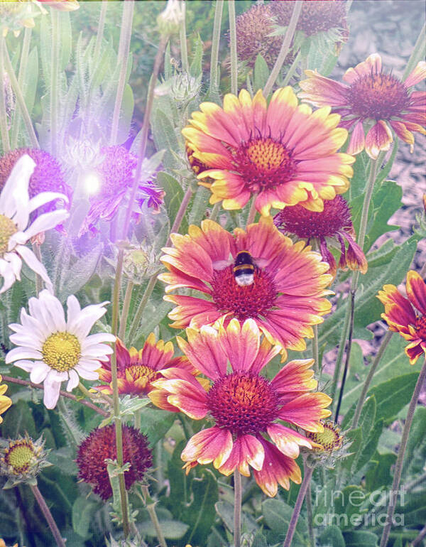 Flowers Art Print featuring the photograph Multi Coloured Flowers with Bee by Lynn Bolt