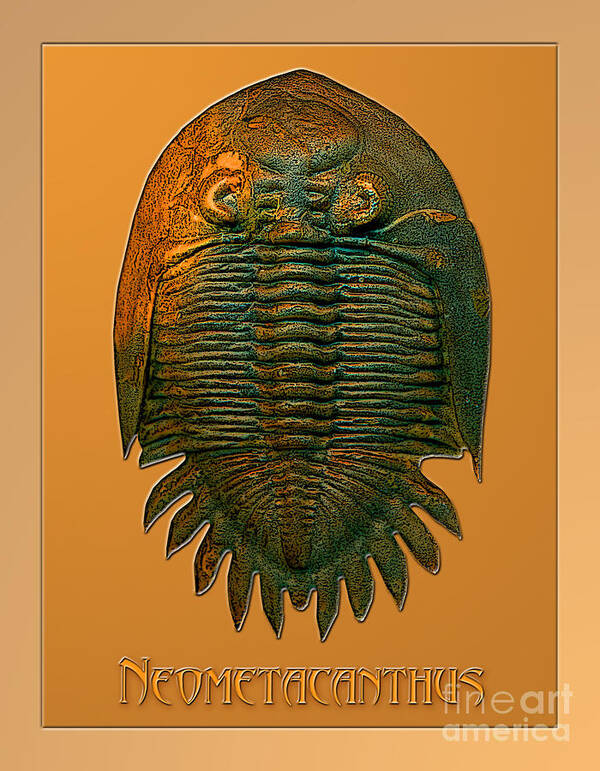 Trilobite Fossil Ancient Colorful Exotic Paleontology Marine Prehistoric Unique Cool Awesome Art Print featuring the photograph Neometacanthus fossil trilobite by Melissa A Benson