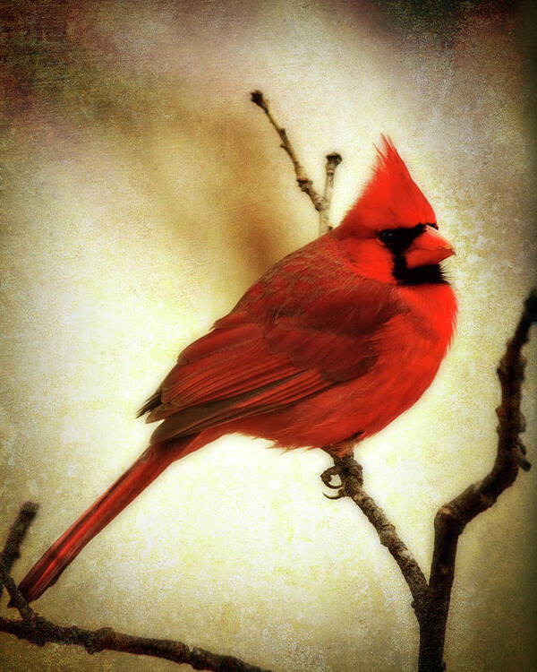 backyard Birds Art Print featuring the photograph Northern Cardinal by Lana Trussell