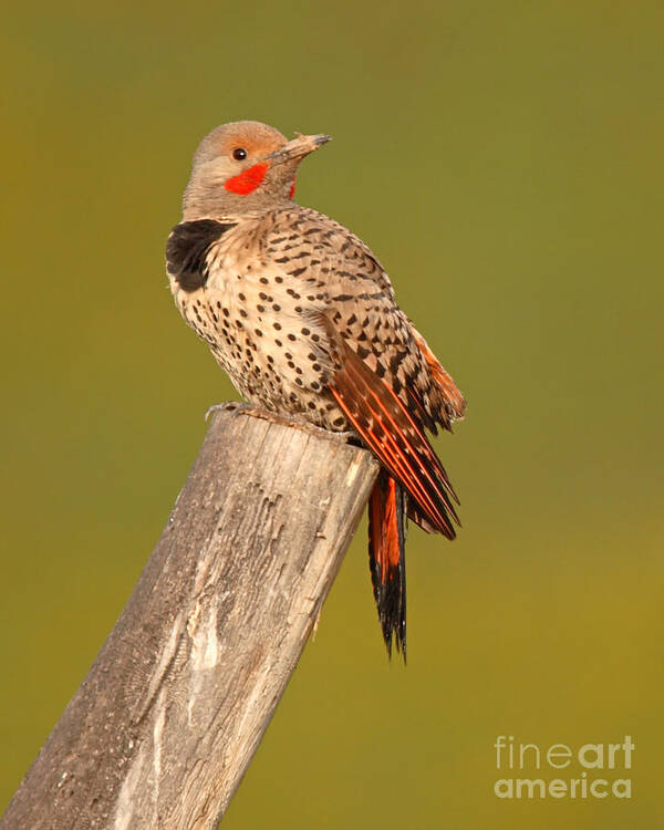 Flicker Art Print featuring the photograph Northern Flicker Looking Back by Max Allen