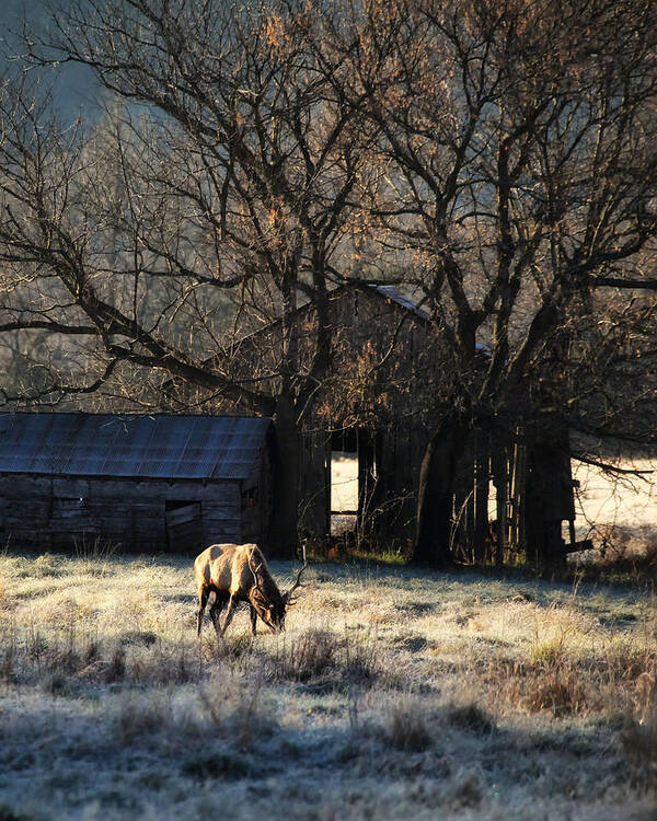Elk Art Print featuring the photograph November Sunrise by Michael Dougherty