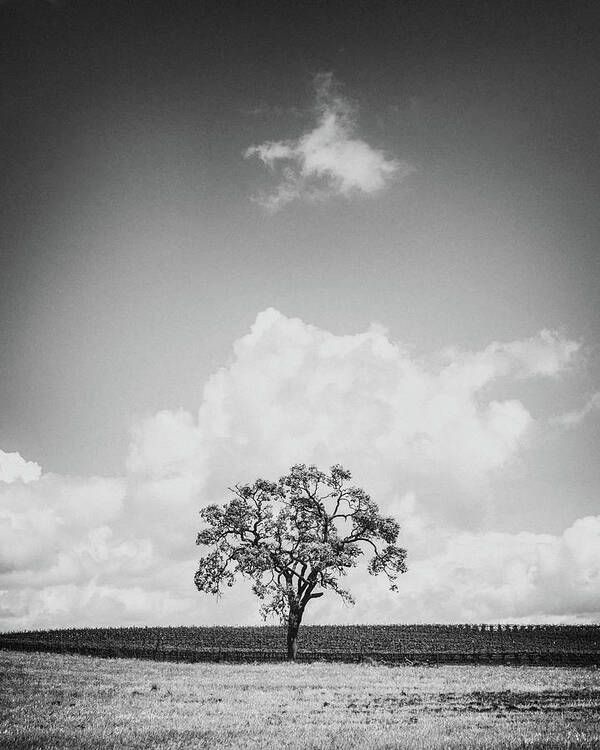 Paso Robles Art Print featuring the photograph Oak with Floating Cloud by Joseph Smith