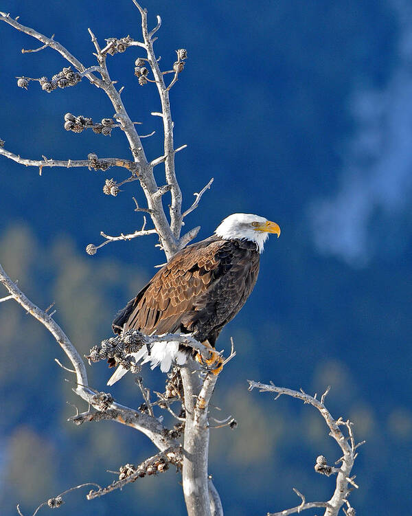 Bald Eagle Art Print featuring the photograph On the Lookout by Sandy Sisti