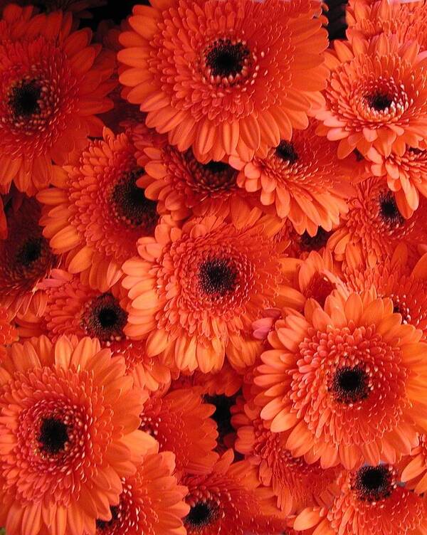 Flowers Art Print featuring the photograph Orange Daisies by Tom Reynen