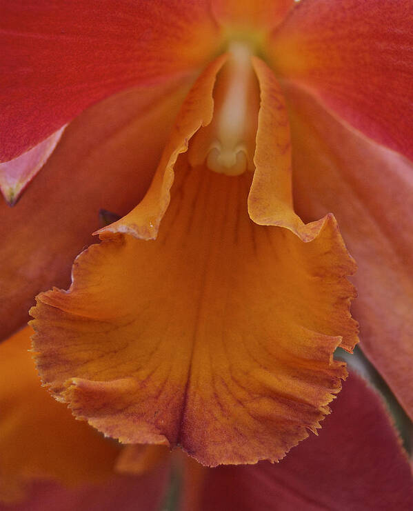 Orange Art Print featuring the photograph Orange Orchid 3 by Michael Peychich