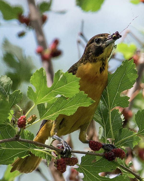 Baltimore Art Print featuring the photograph Oriole and Juicy Huckleberry by Michael Hall