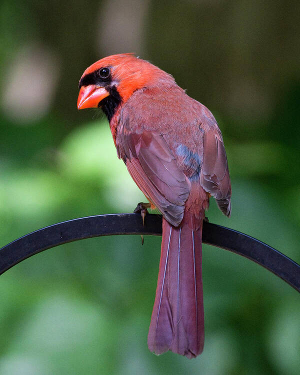 Cardinal Art Print featuring the photograph Over the shoulder by Karen Smale