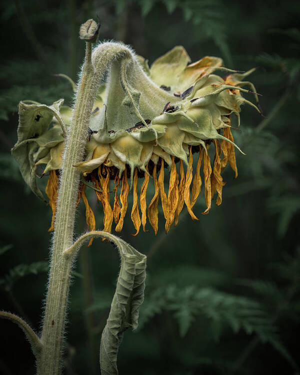 Sunflower Art Print featuring the photograph Party's Over by Brad Bellisle
