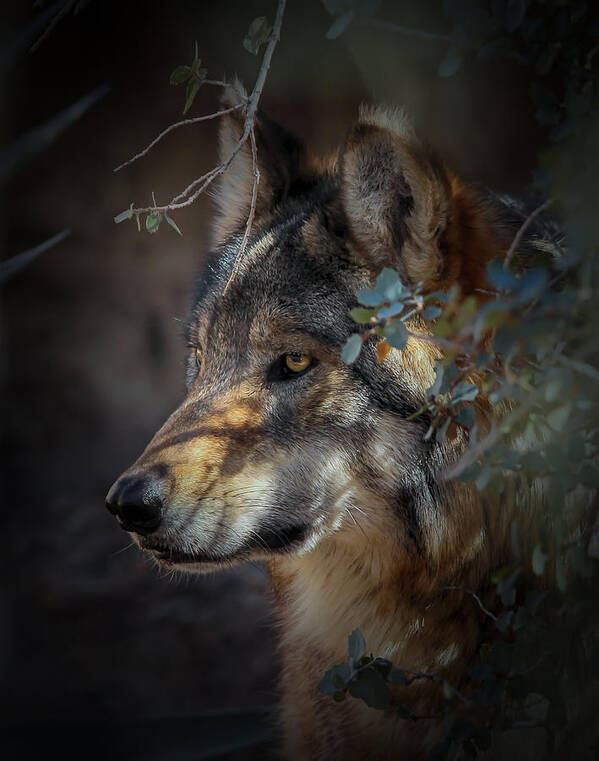 Mexican Grey Wolves Art Print featuring the photograph Peeking Out From The Shadows by Elaine Malott