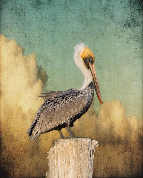 Pelican Art Print featuring the photograph Pelican and Clouds by Don Schiffner