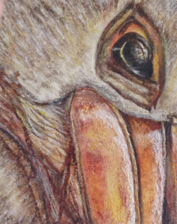 Endangered Species Art Print featuring the painting Pelican by Toni Willey