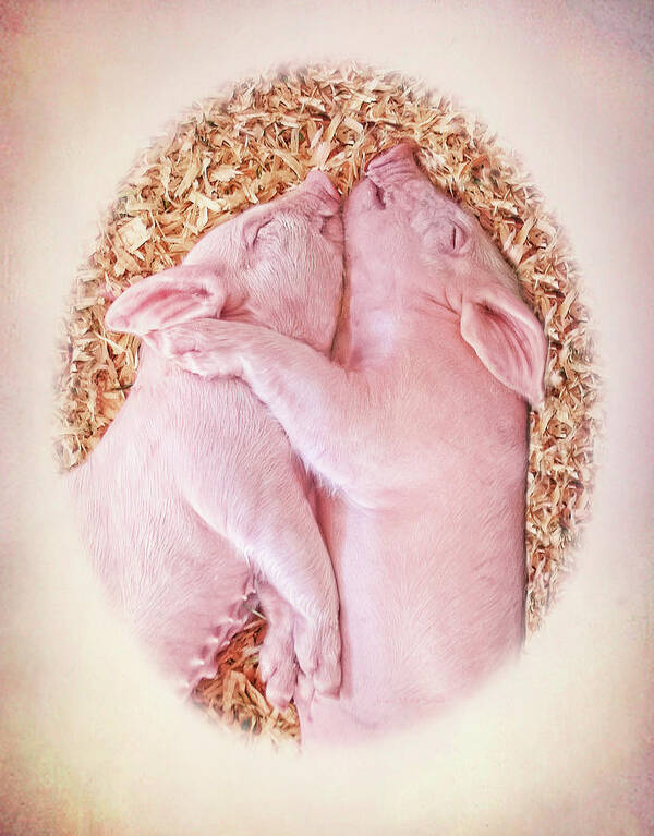 Pig Art Print featuring the photograph Piglet Love by Jennie Marie Schell