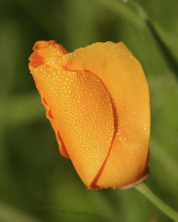 Poppy Art Print featuring the photograph Poppy Morning Dew by Jeff Floyd CA