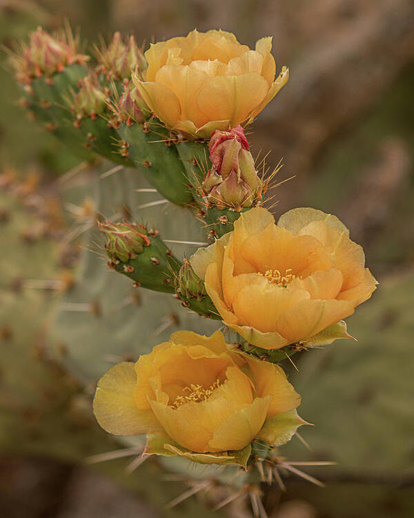 Cactus Art Print featuring the photograph Prickly Pear Blossom Trio by Teresa Wilson