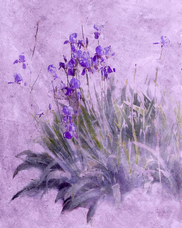 Flowers Art Print featuring the photograph Purple Irises by Susan Eileen Evans