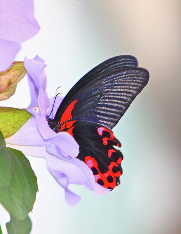 Butterfly Art Print featuring the photograph Purple Punch by Robert Pearson