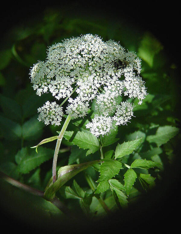 Forest Art Print featuring the photograph Queen Ann Lace by Shirley Heyn