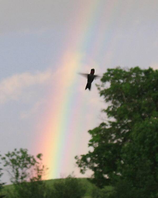 Birds Art Print featuring the photograph Rainbow Bird by Ed Smith