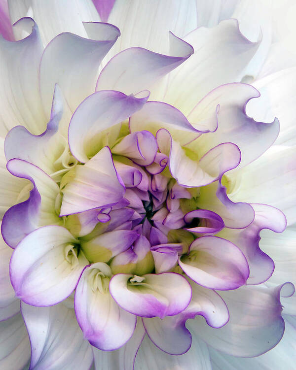 Purple Dahlia Art Print featuring the photograph Raspberry And Cream by Ann Bridges