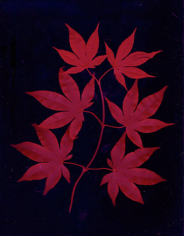 Leaves Art Print featuring the photograph red Japanese Maple leaves by Wayne Potrafka