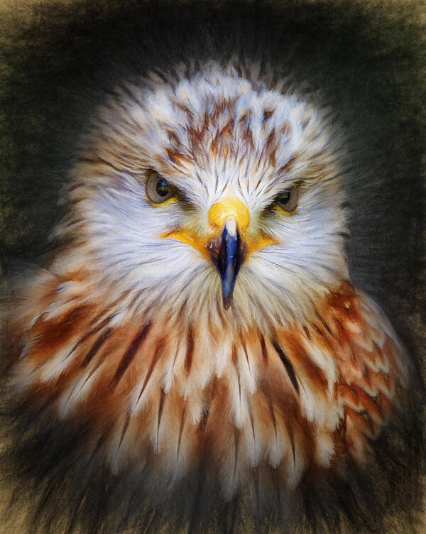 Red Art Print featuring the digital art Red Kite by Ian Merton