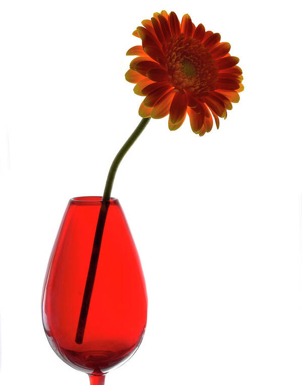 Red Vase Art Print featuring the photograph Red Vase by Terence Davis
