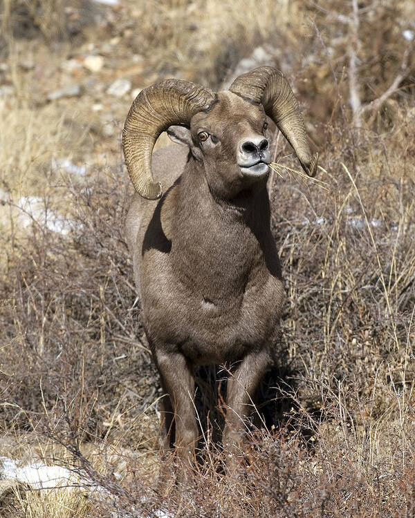 Rocky Art Print featuring the photograph Rocky Mountain Big Horn sheep by Gary Langley