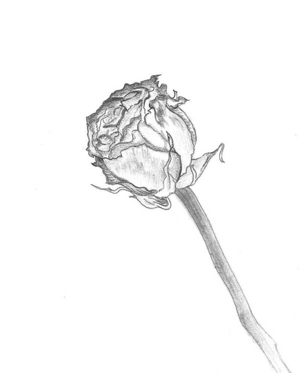 Pencil Paper Rose Flower Dead Decay Decaying Portfolio Sketch Drawing Art Print featuring the drawing Rose by Kristallas Suliana