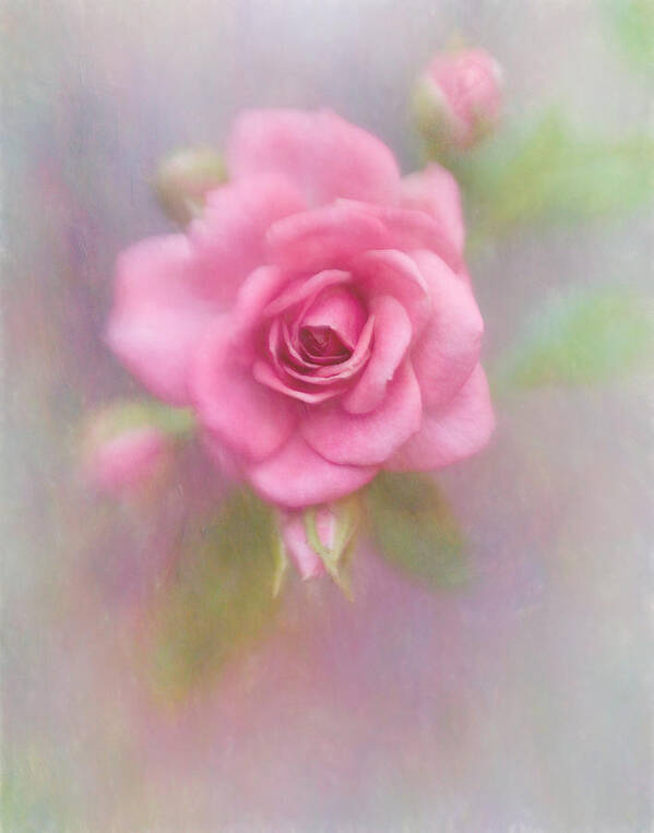 Bloom Art Print featuring the photograph Rose of Pink by David and Carol Kelly
