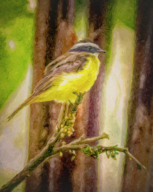 Bird Art Print featuring the photograph Rusty Margined Flycatcher Panaca Quimbaya Colombia by Adam Rainoff