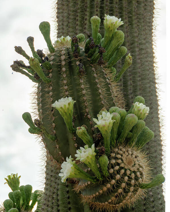 Wickenburg Art Print featuring the photograph Saguaro buds and blooms by Gaelyn Olmsted