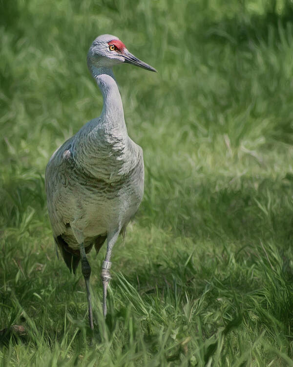 Sandhill Crane Art Print featuring the photograph Sandhill Crane - Grass by Nikolyn McDonald