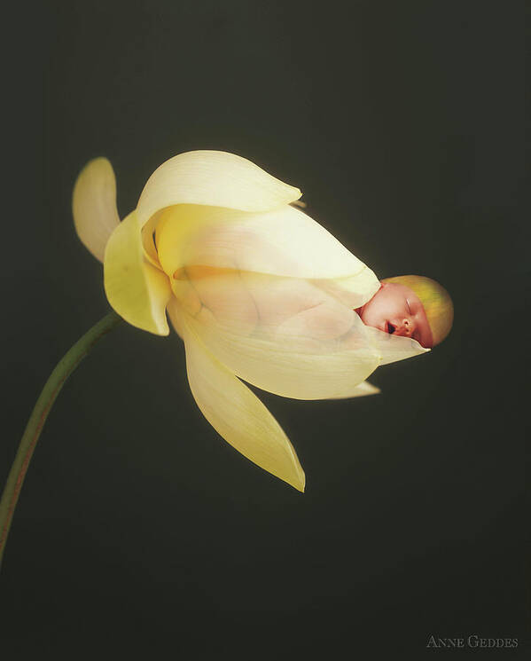 Lotus Art Print featuring the photograph Savanna in a Lotus Flower by Anne Geddes