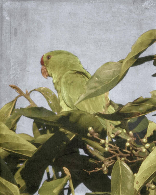 Bird Art Print featuring the photograph Scarlet-Fronted Parakeet Palacio del Barbas Filandia Colombia by Adam Rainoff