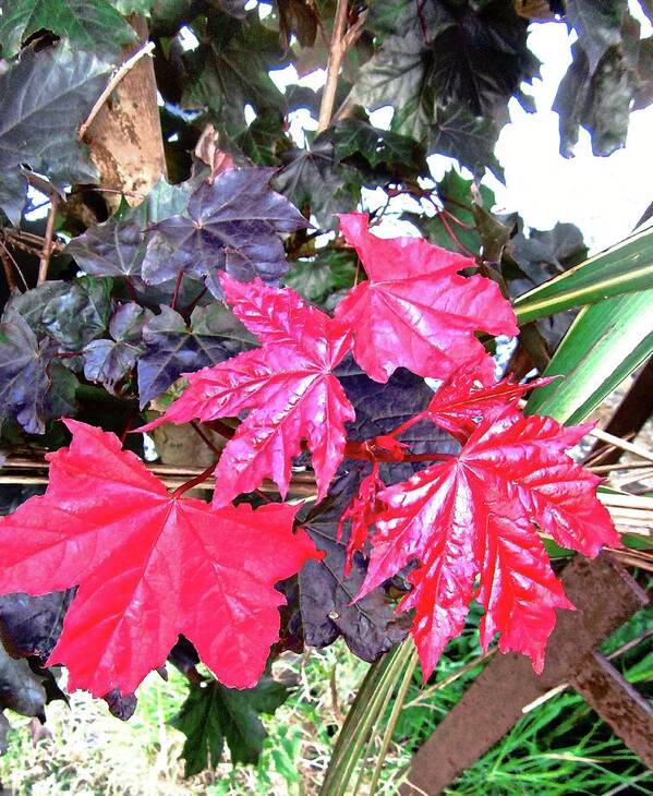 Leaves Art Print featuring the photograph Scarlet Leaves by Stephanie Moore