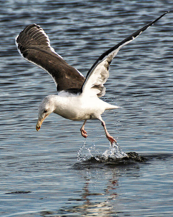 Wildlife Art Print featuring the photograph Seagull Water Dance by William Selander