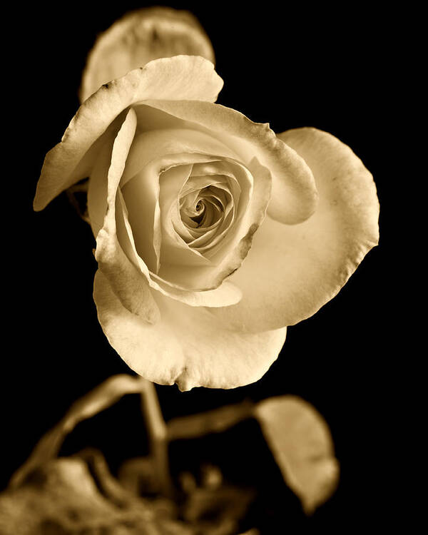Rose Art Print featuring the photograph Sepia Antique Rose by M K Miller