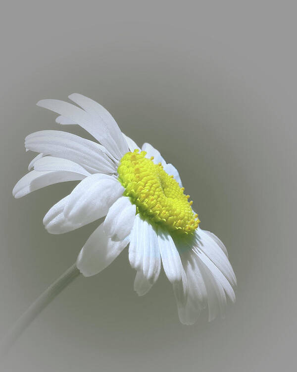 Daisy Art Print featuring the photograph She Loves Me by David Dehner