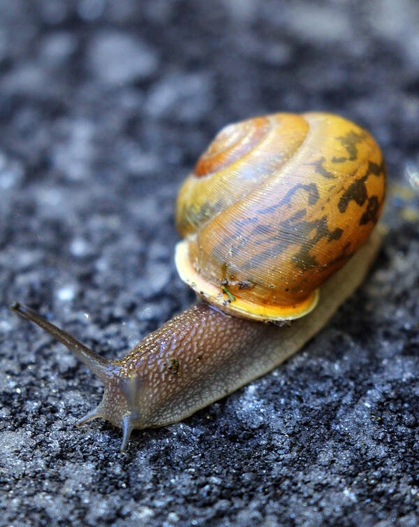 Snail Art Print featuring the photograph Shell Shock by Jennifer Robin