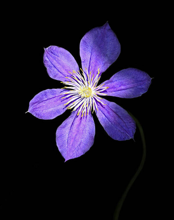 Blue Clematis Flower Art Print featuring the photograph Show Time by Marina Kojukhova
