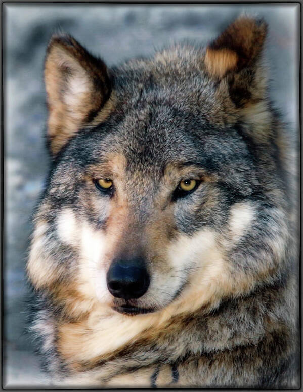 Wolves Art Print featuring the photograph Silly Sancho by Elaine Malott