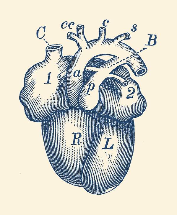 Simple Human Heart Diagram Art Print by Vintage Anatomy Prints - Fine Art  America
