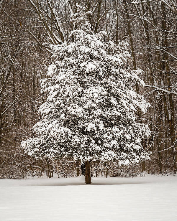 Snowy Art Print featuring the photograph Snow Covered Evergreen by Ron Pate