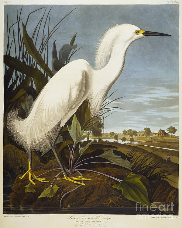Snowy Heron Or White Egret Art Print featuring the drawing Snowy Heron by John James Audubon