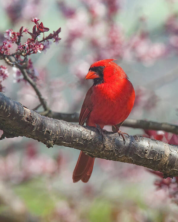 Cardinal Art Print featuring the photograph Spring Cardinal 2 by Lara Ellis