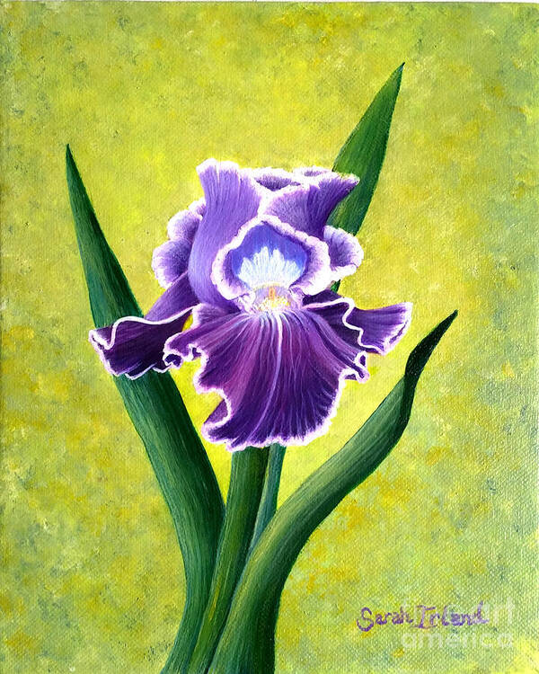 Portrait Art Print featuring the painting Spring Iris by Sarah Irland