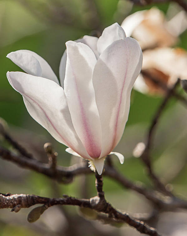 Magnolia Art Print featuring the photograph Spring Magnolia in Dallas by Teresa Wilson