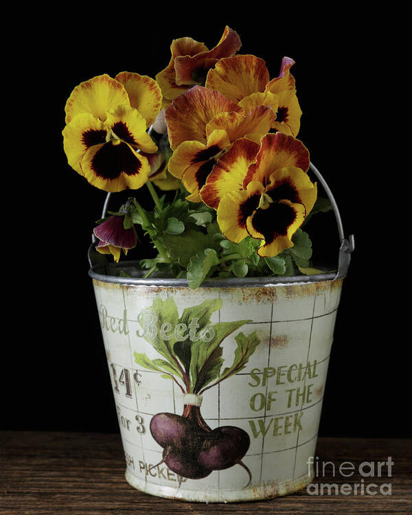 Still Life Art Print featuring the photograph Spring Pansy Flowers in a Pail by Edward Fielding